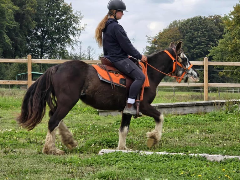 Tinker Stute 4 Jahre 130 cm Schecke in Linkenbach