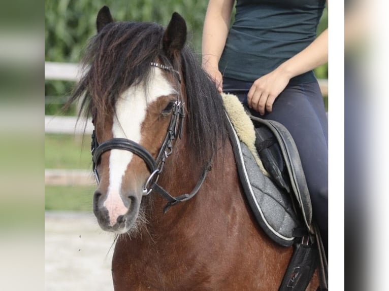 Tinker Stute 4 Jahre 132 cm Roan-Red in Gallin