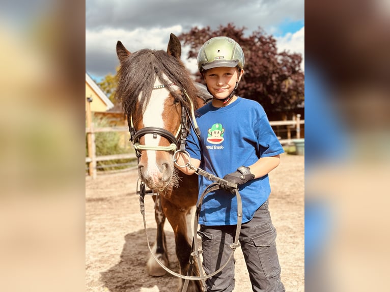 Tinker Stute 4 Jahre 132 cm Roan-Red in Gallin