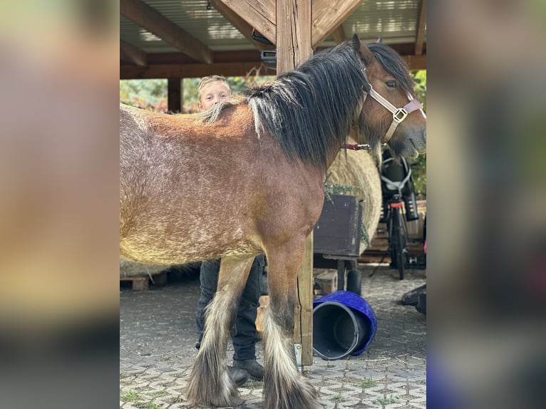 Tinker Stute 4 Jahre 132 cm Roan-Red in Gallin