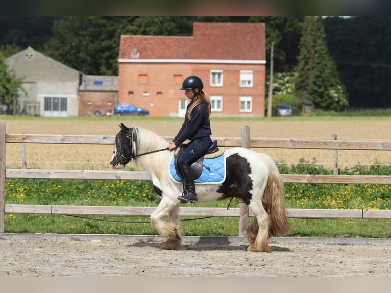 Tinker Stute 4 Jahre 132 cm Schecke in Bogaarden