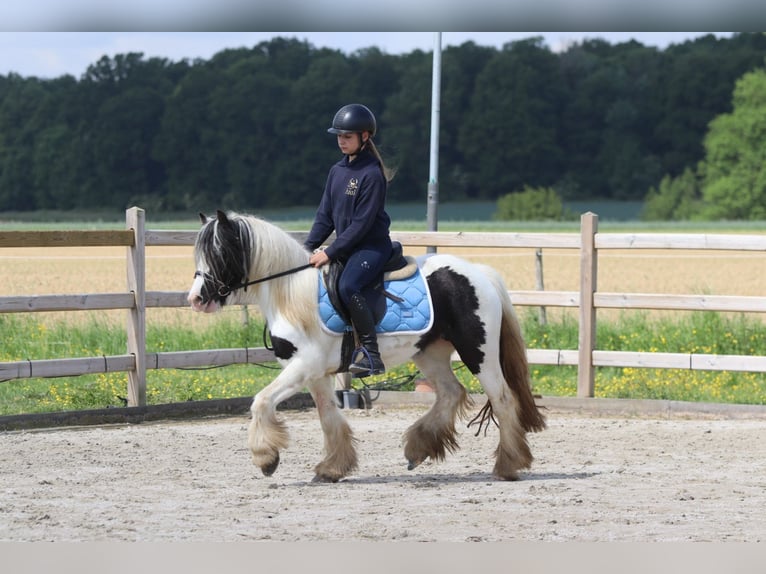 Tinker Stute 4 Jahre 132 cm Schecke in Bogaarden