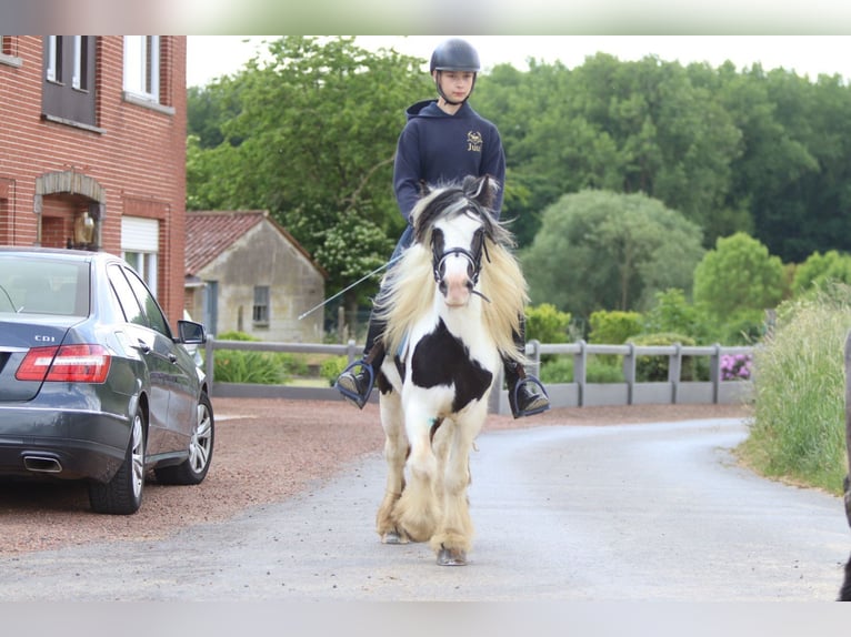 Tinker Stute 4 Jahre 132 cm Schecke in Bogaarden