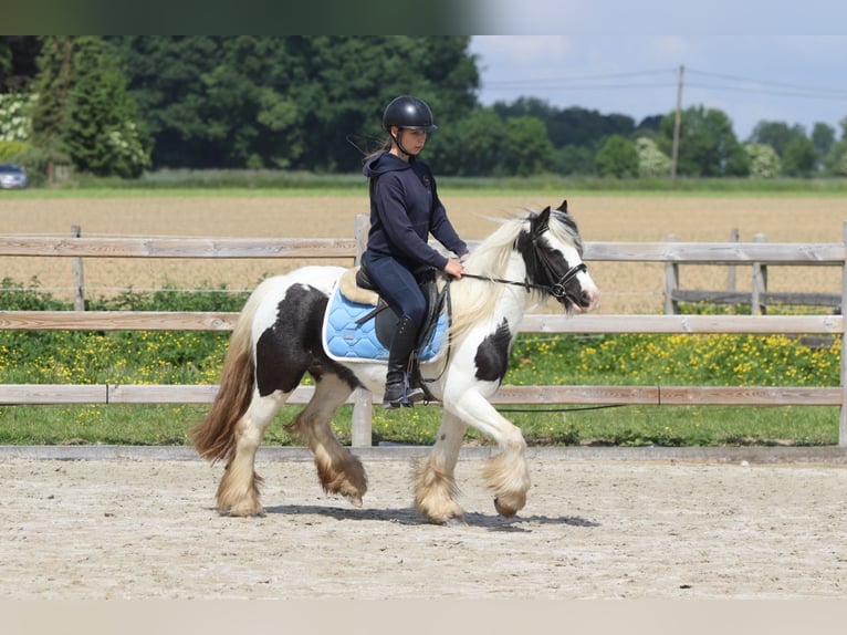 Tinker Stute 4 Jahre 132 cm Schecke in Bogaarden
