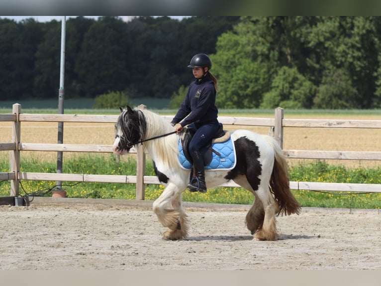 Tinker Stute 4 Jahre 132 cm Schecke in Bogaarden