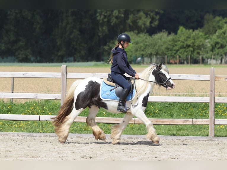 Tinker Stute 4 Jahre 132 cm Schecke in Bogaarden