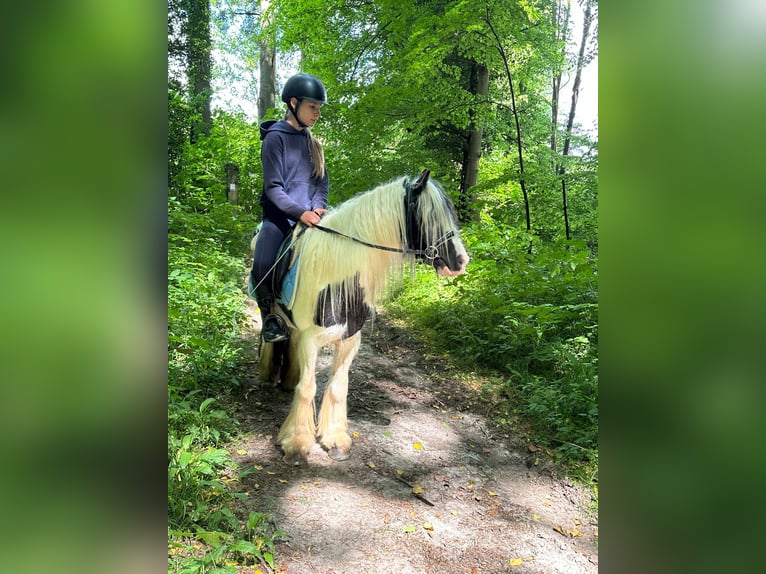 Tinker Stute 4 Jahre 132 cm Schecke in Bogaarden