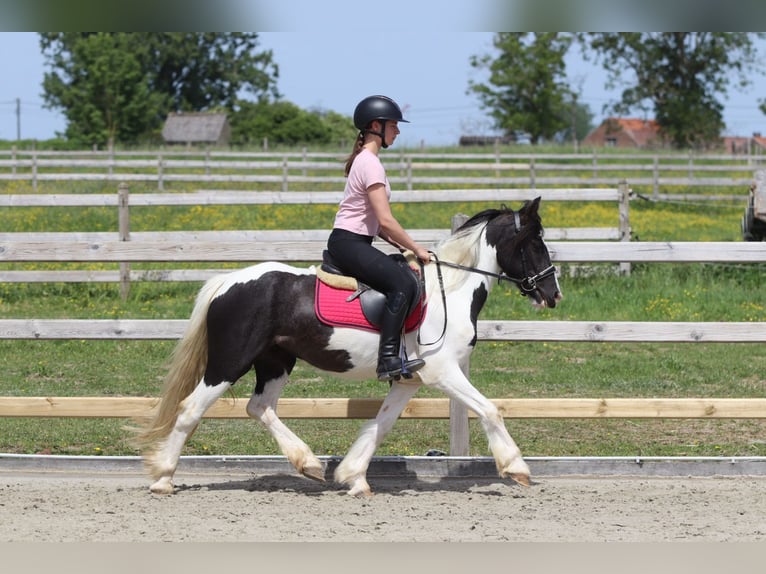 Tinker Stute 4 Jahre 132 cm Schecke in Pepingen