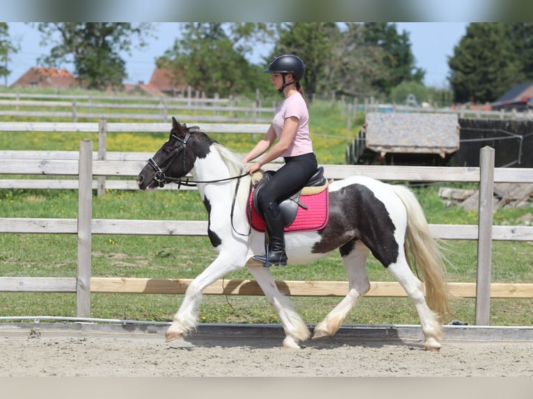 Tinker Stute 4 Jahre 132 cm Schecke in Pepingen