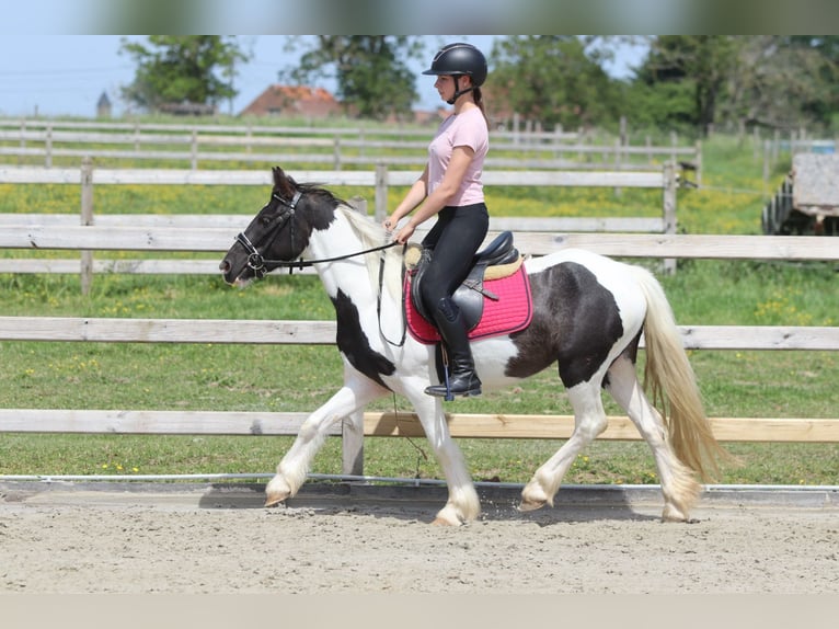 Tinker Stute 4 Jahre 132 cm Schecke in Pepingen