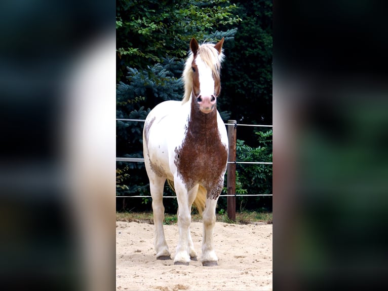 Tinker Stute 4 Jahre 132 cm Schecke in Velpke