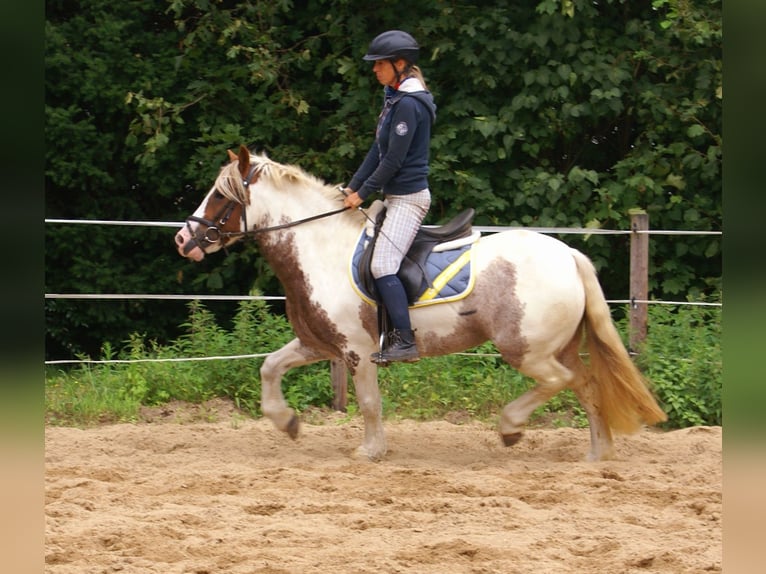 Tinker Stute 4 Jahre 132 cm Schecke in Velpke