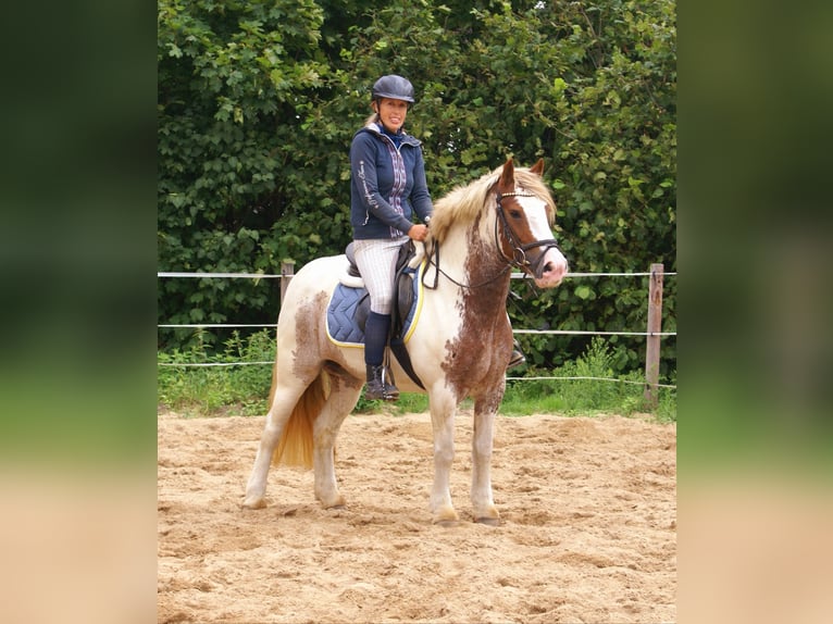 Tinker Stute 4 Jahre 132 cm Schecke in Velpke