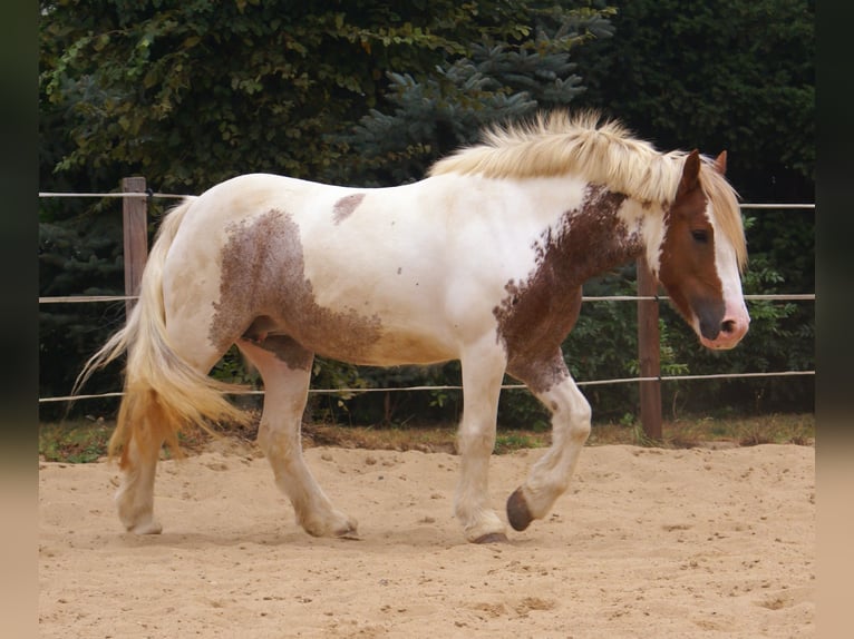 Tinker Stute 4 Jahre 132 cm Schecke in Velpke