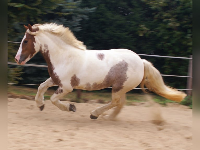 Tinker Stute 4 Jahre 132 cm Schecke in Velpke