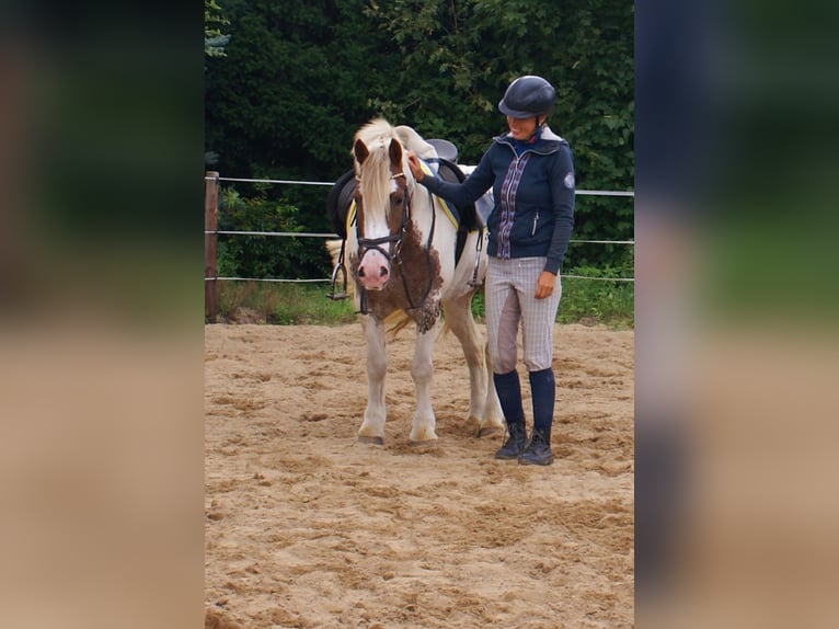 Tinker Stute 4 Jahre 132 cm Schecke in Velpke