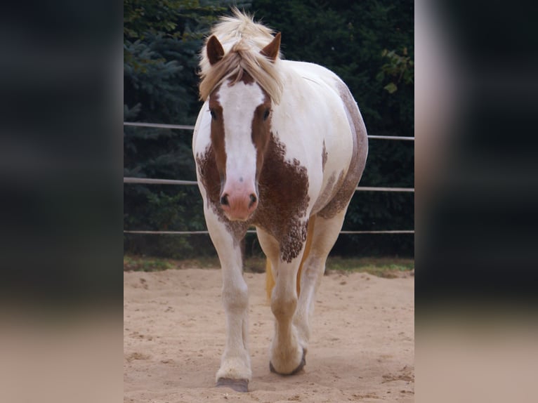 Tinker Stute 4 Jahre 132 cm Schecke in Velpke