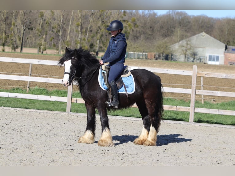 Tinker Stute 4 Jahre 133 cm Rappe in Pepingen