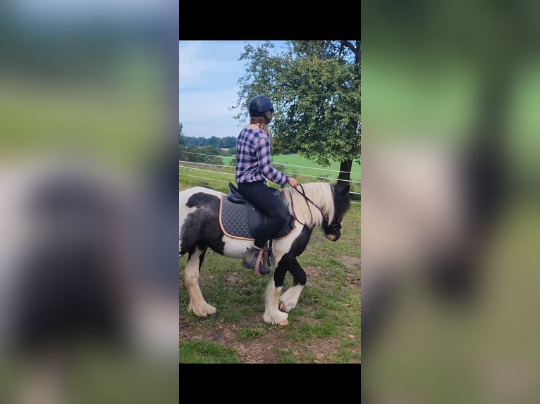Tinker Mix Stute 4 Jahre 135 cm Tobiano-alle-Farben in Holzen