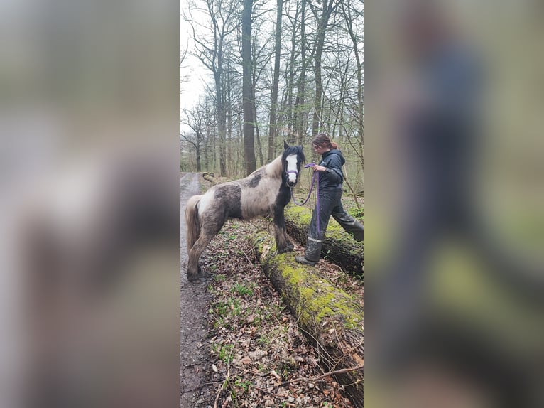 Tinker Mix Stute 4 Jahre 135 cm Tobiano-alle-Farben in Holzen