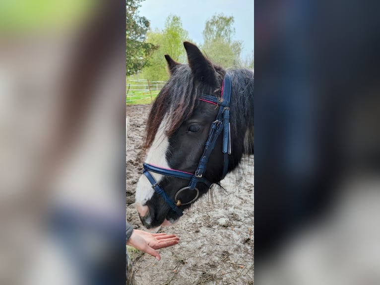 Tinker Mix Stute 4 Jahre 135 cm Tobiano-alle-Farben in Holzen