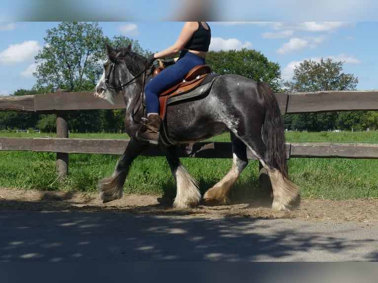 Tinker Stute 4 Jahre 136 cm Schecke in Lathen
