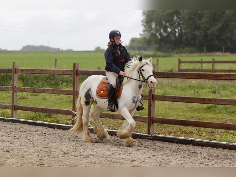 Tinker Stute 4 Jahre 138 cm Roan-Blue in Bogaarden