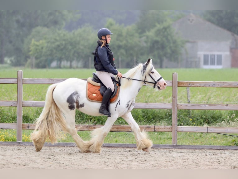 Tinker Stute 4 Jahre 138 cm Roan-Blue in Bogaarden