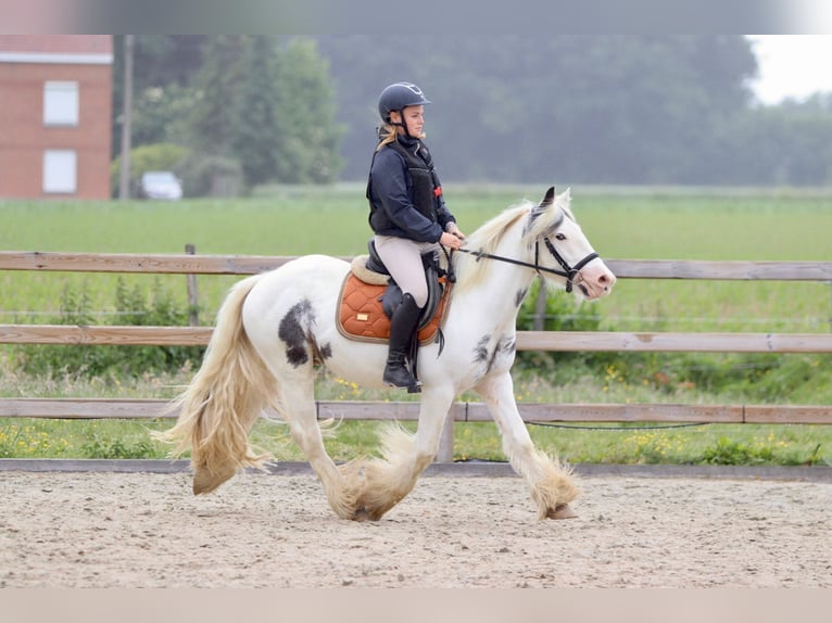 Tinker Stute 4 Jahre 138 cm Roan-Blue in Bogaarden