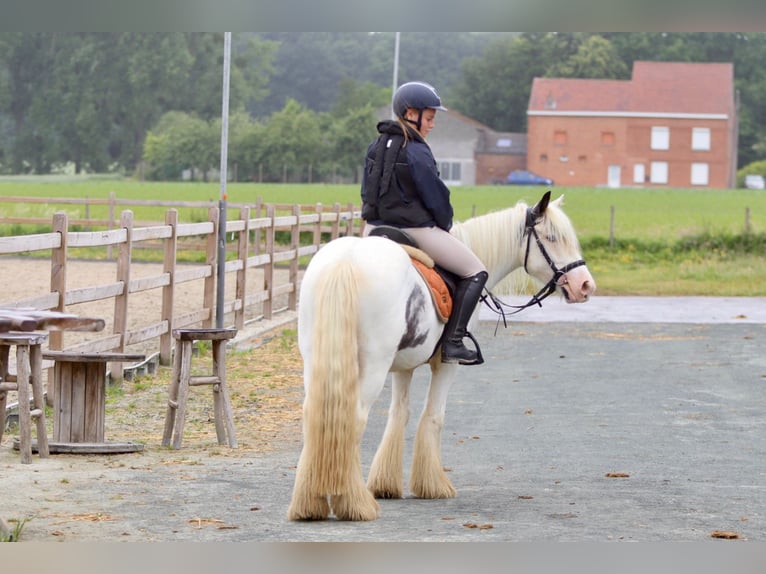 Tinker Stute 4 Jahre 138 cm Roan-Blue in Bogaarden