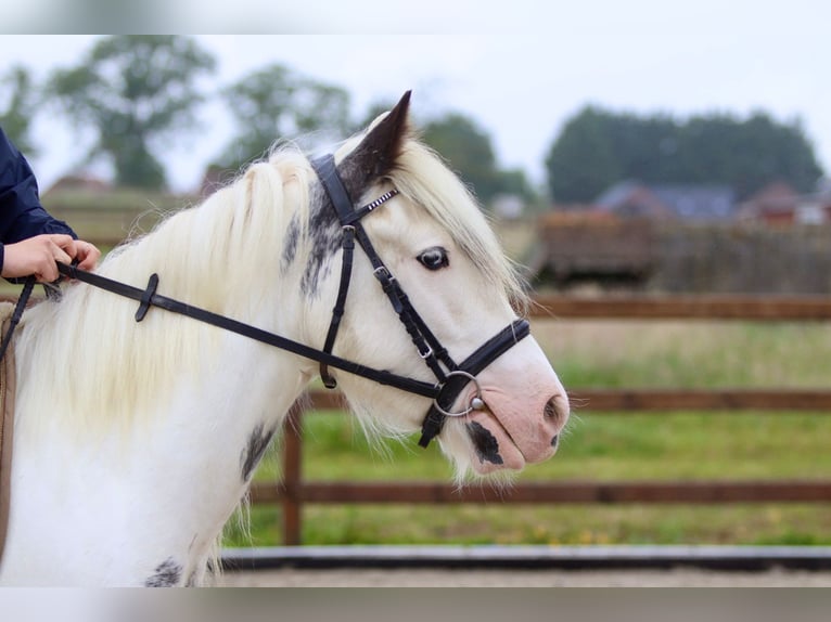 Tinker Stute 4 Jahre 138 cm Roan-Blue in Bogaarden