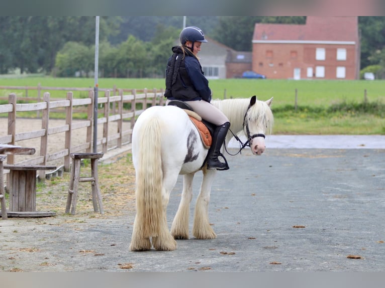 Tinker Stute 4 Jahre 138 cm Roan-Blue in Bogaarden
