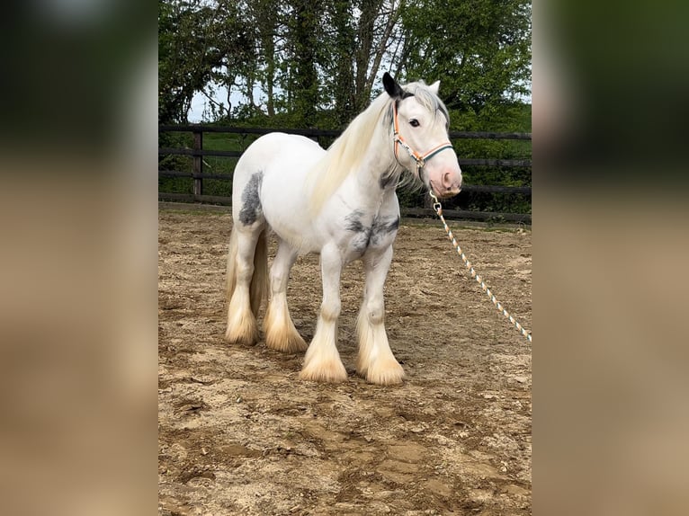 Tinker Stute 4 Jahre 138 cm Roan-Blue in Bogaarden
