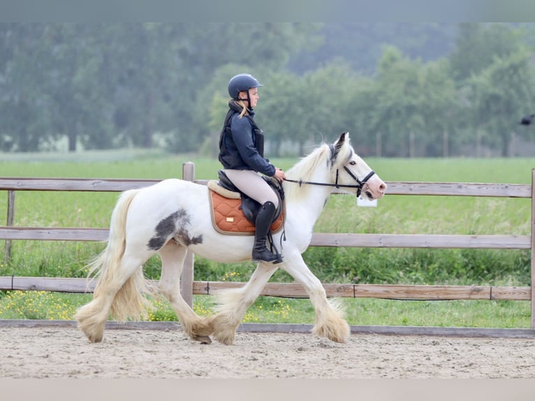 Tinker Stute 4 Jahre 138 cm Roan-Blue in Bogaarden