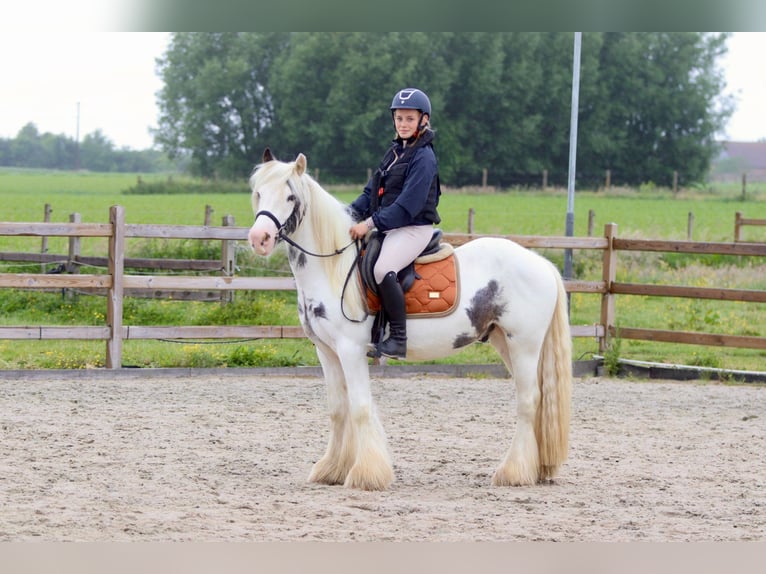 Tinker Stute 4 Jahre 138 cm Roan-Blue in Bogaarden