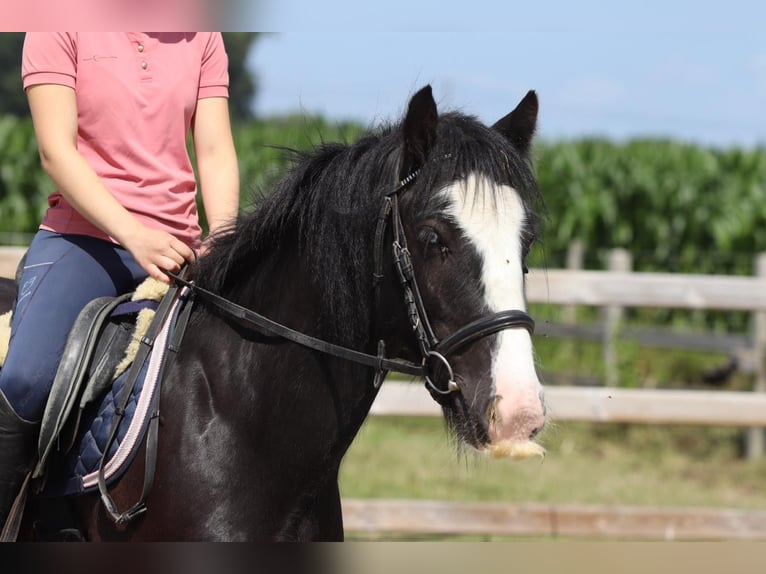 Tinker Stute 4 Jahre 140 cm Rappe in Bogaarden
