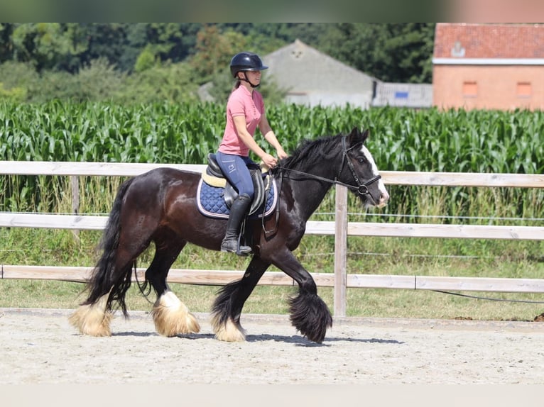 Tinker Stute 4 Jahre 140 cm Rappe in Bogaarden