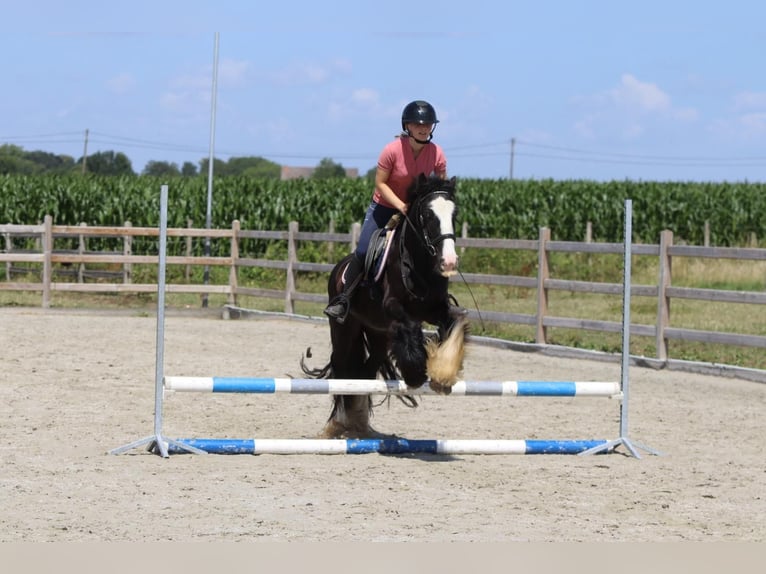 Tinker Stute 4 Jahre 140 cm Rappe in Bogaarden
