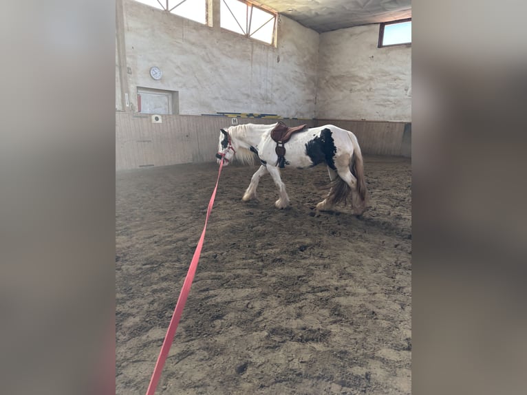 Tinker Stute 4 Jahre 140 cm Schecke in Kranichfeld