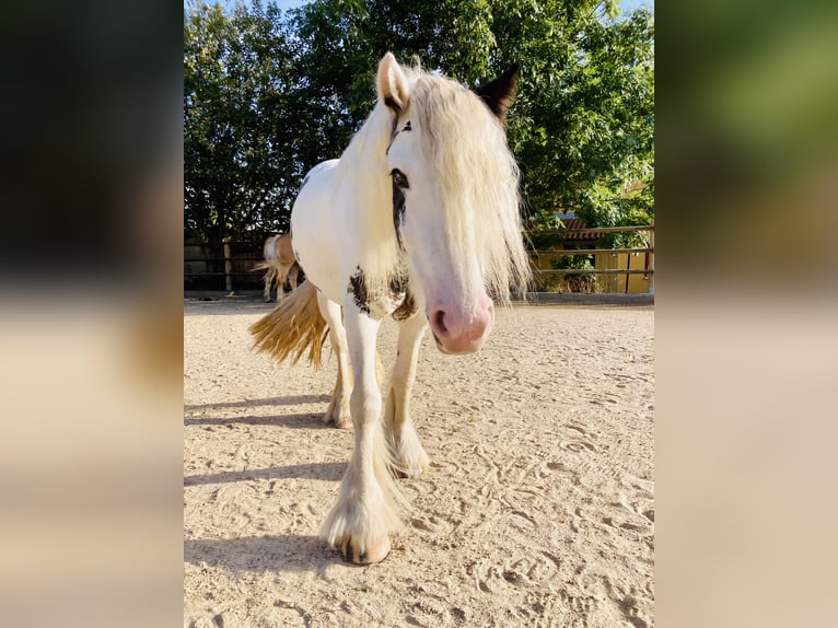 Tinker Stute 4 Jahre 140 cm Schecke in Kranichfeld