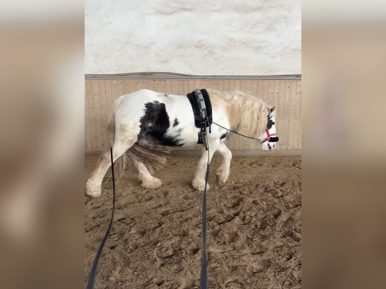 Tinker Stute 4 Jahre 140 cm Schecke in Kranichfeld