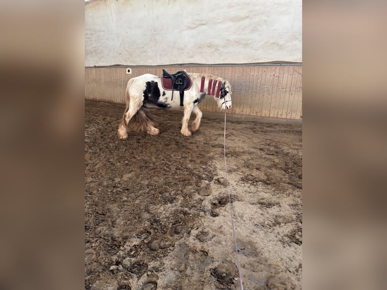 Tinker Stute 4 Jahre 140 cm Schecke in Kranichfeld