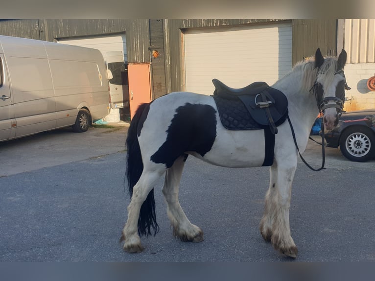 Tinker Stute 4 Jahre 142 cm Schecke in Tornesch