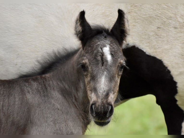Tinker Stute 4 Jahre 142 cm Tobiano-alle-Farben in East Canton
