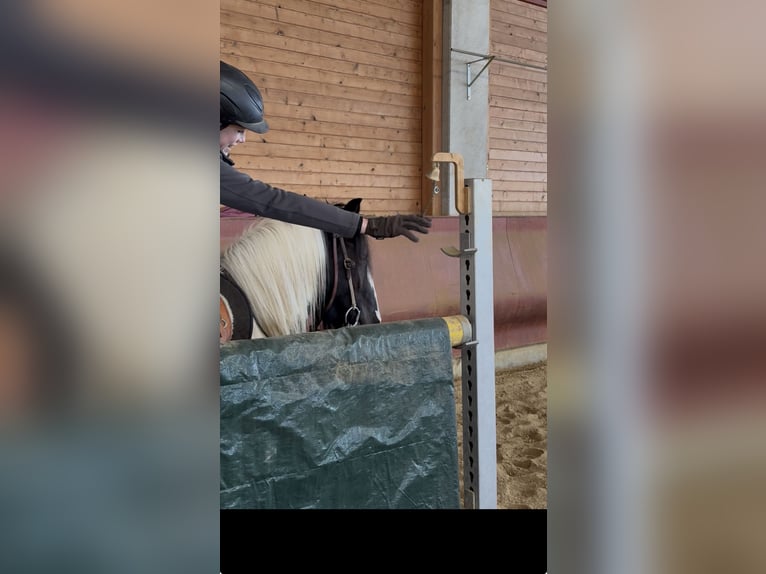 Tinker Stute 4 Jahre 143 cm Schecke in Achstetten