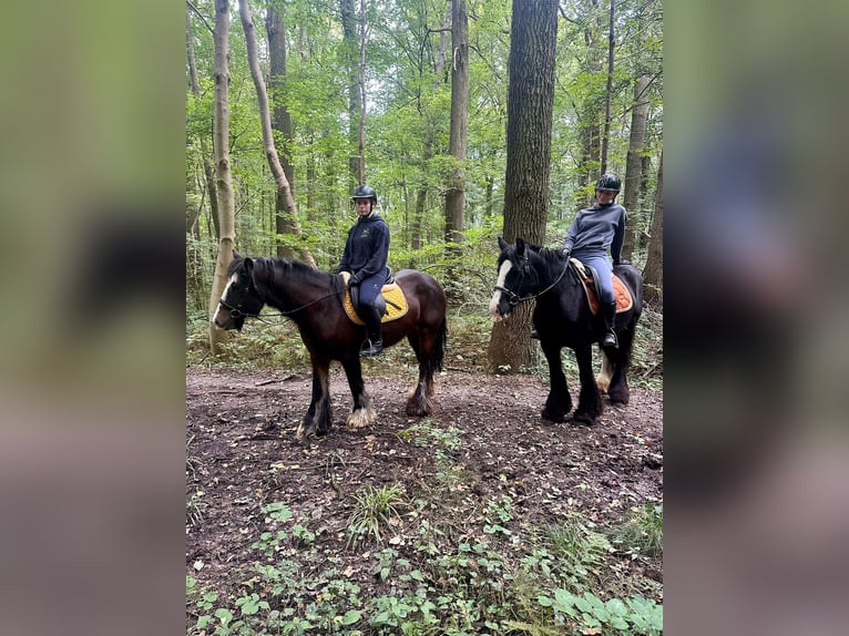 Tinker Stute 4 Jahre 144 cm Rappe in Bogaarden