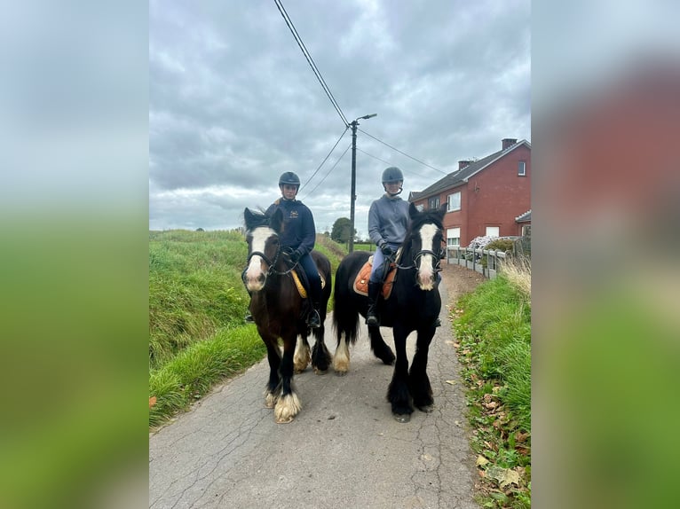 Tinker Stute 4 Jahre 144 cm Rappe in Bogaarden