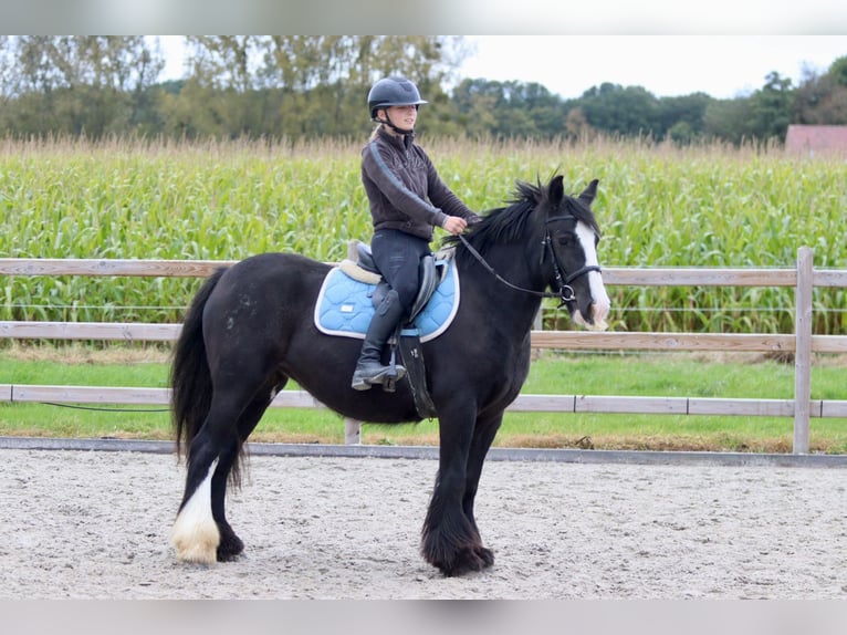 Tinker Stute 4 Jahre 144 cm Rappe in Bogaarden