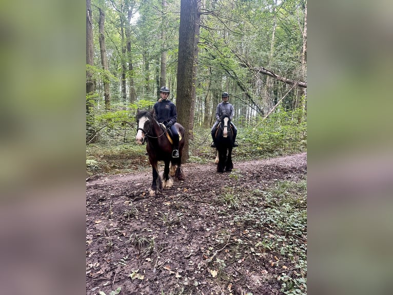 Tinker Stute 4 Jahre 144 cm Rappe in Bogaarden