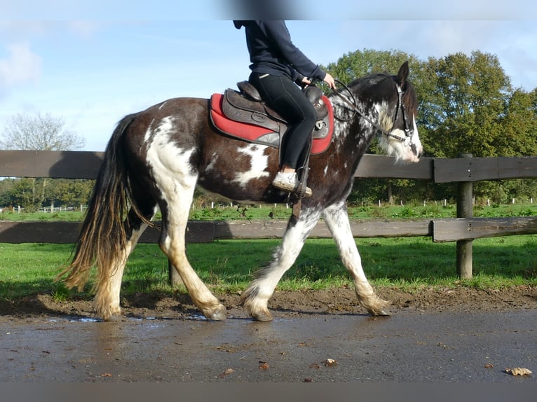 Tinker Stute 4 Jahre 144 cm Schecke in Lathen